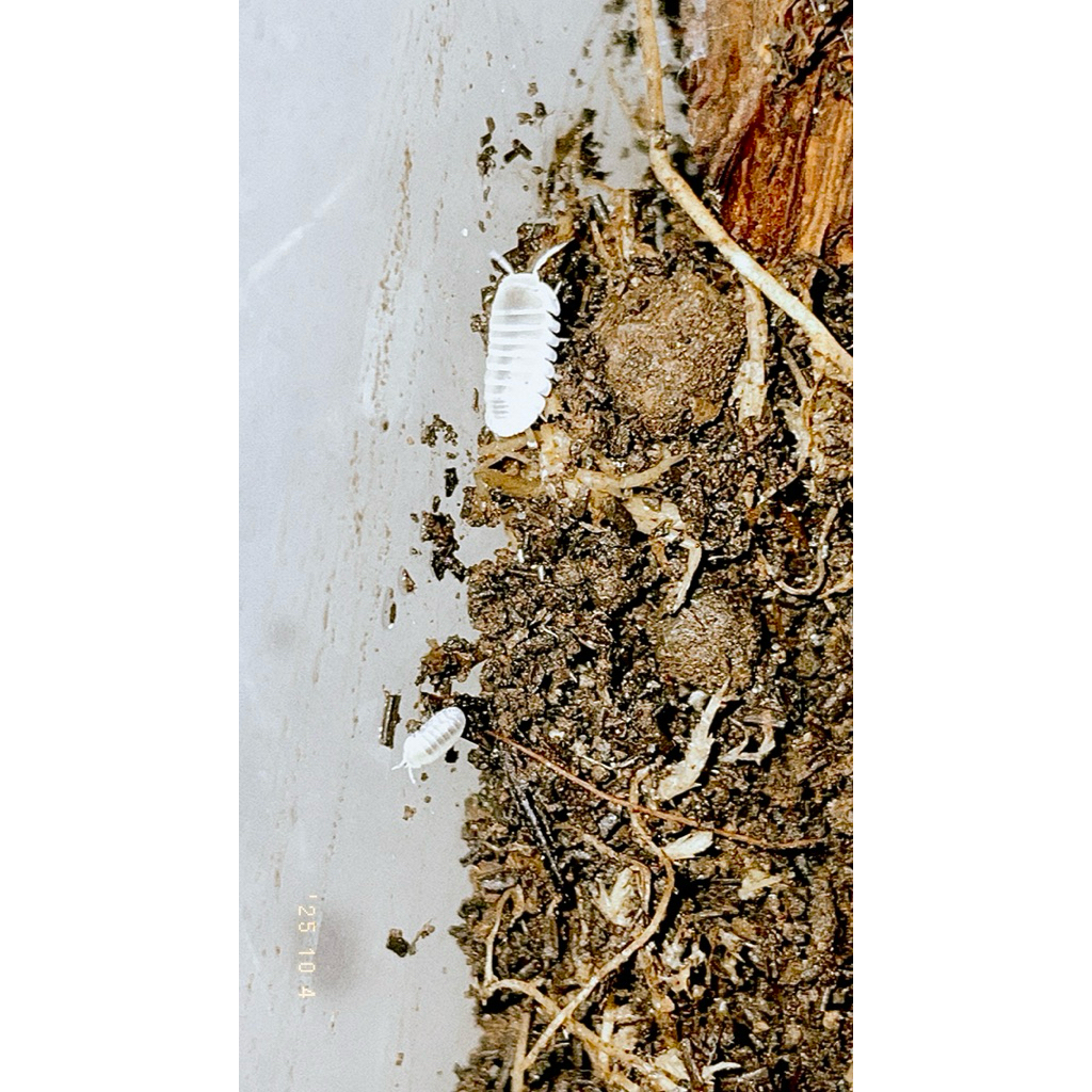 Isopod Cubaris Glacier