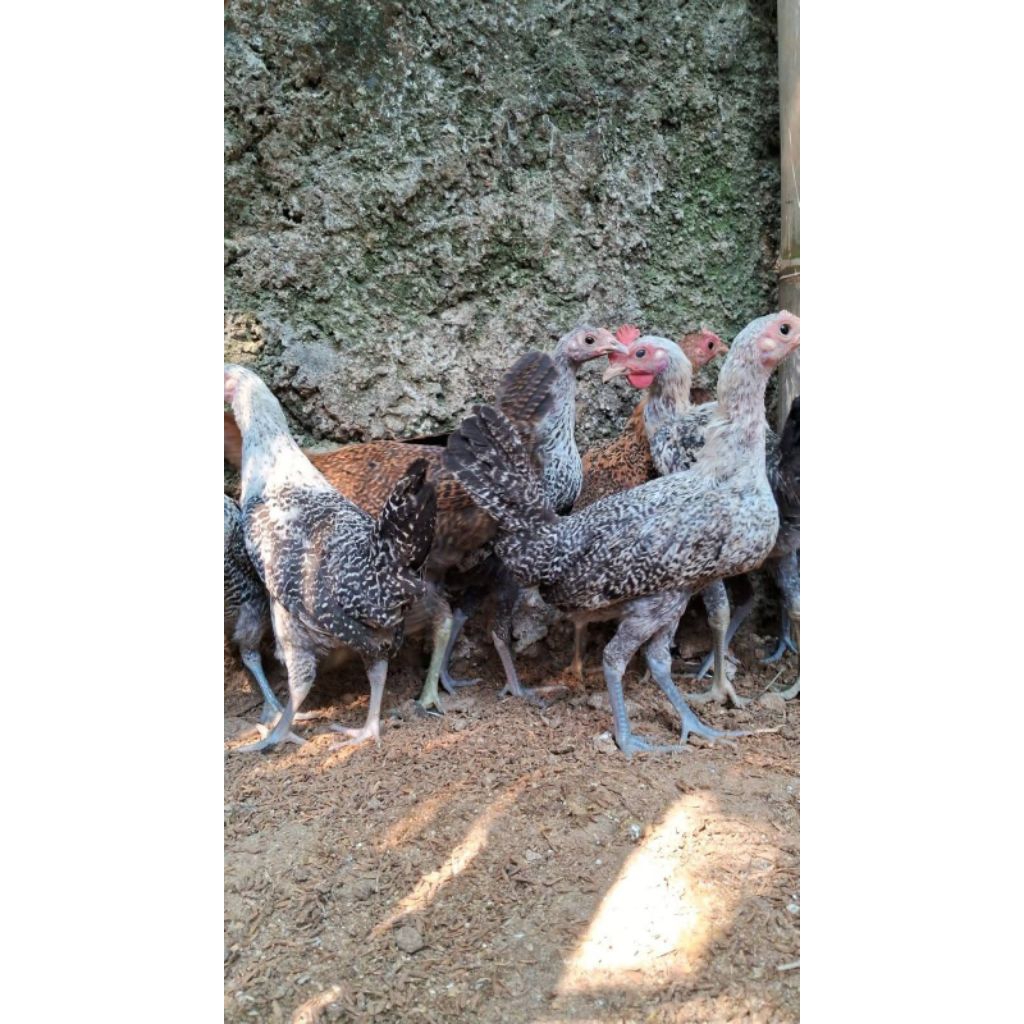 Ayam petelur arab betina Usia 4 Bulan