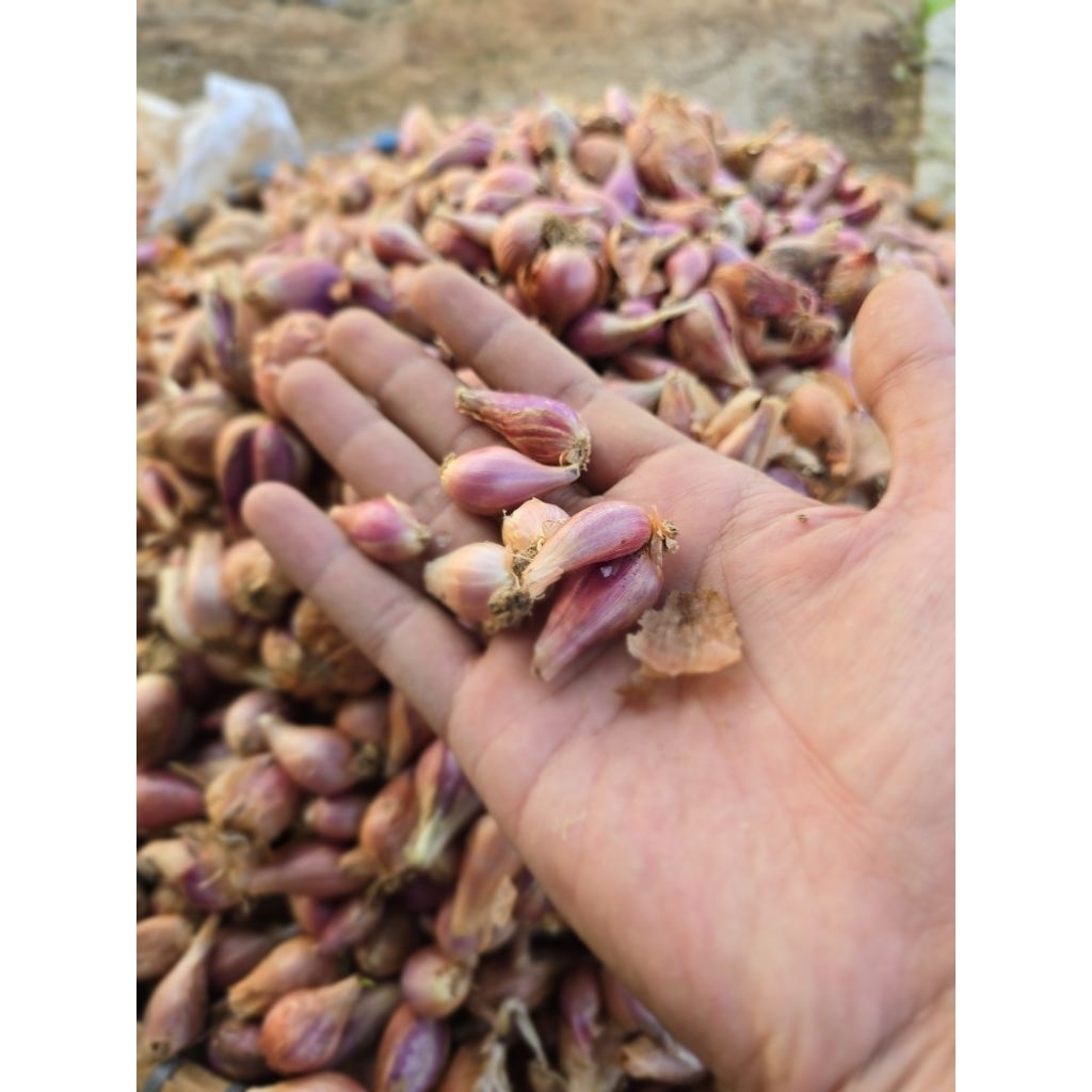 bawang merah sumenep 1KG ukuran kecil