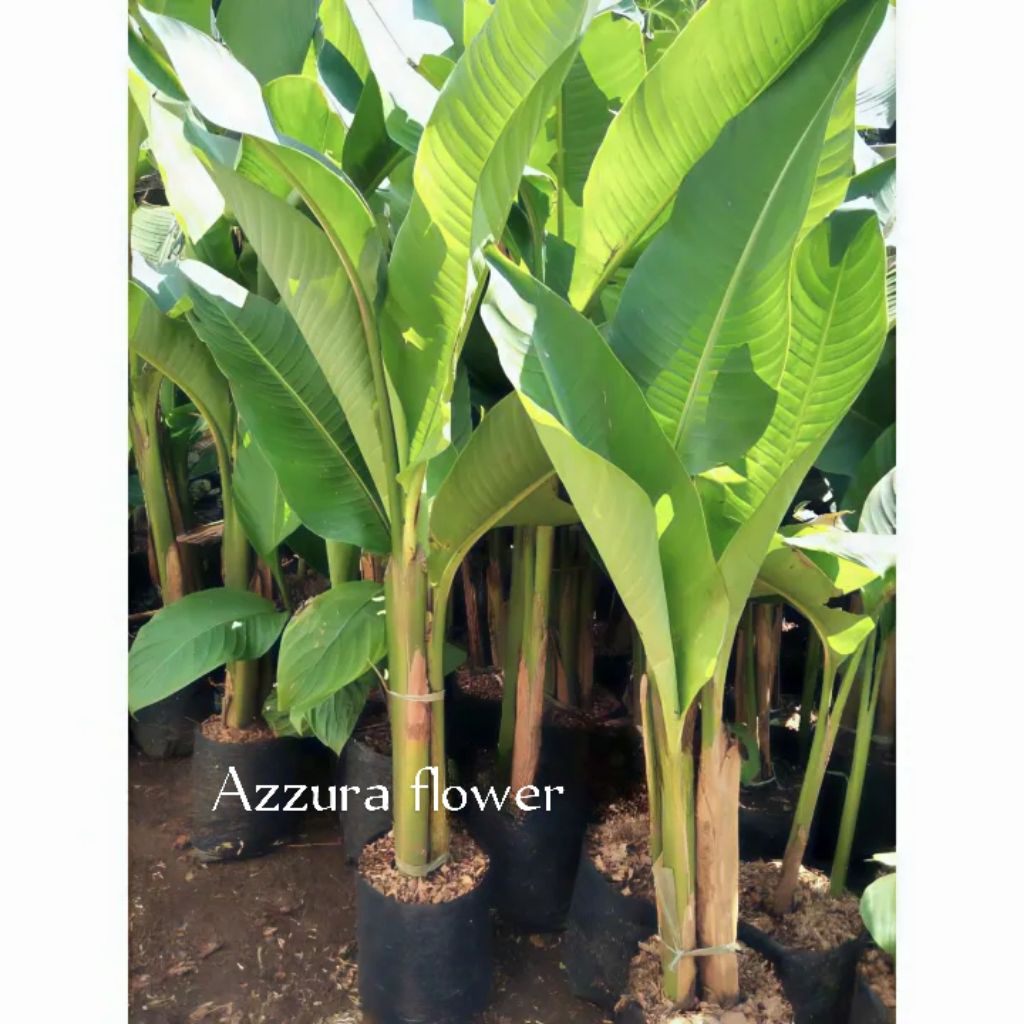 Tanaman hias pisang bihay / pohon pisang karibay / bihay