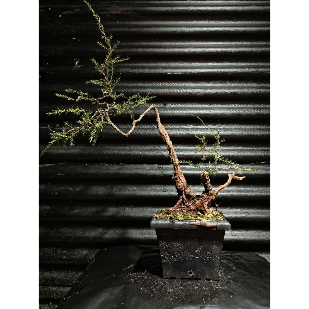 Bonsai cucur atap meliuk extrime