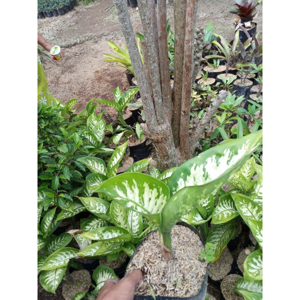 tanaman blanceng putih