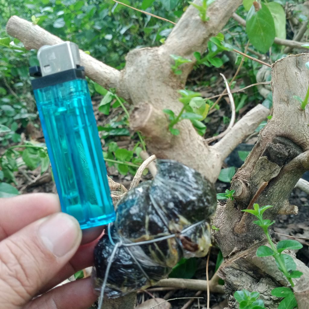 bahan bonsai sancang mame cangkok