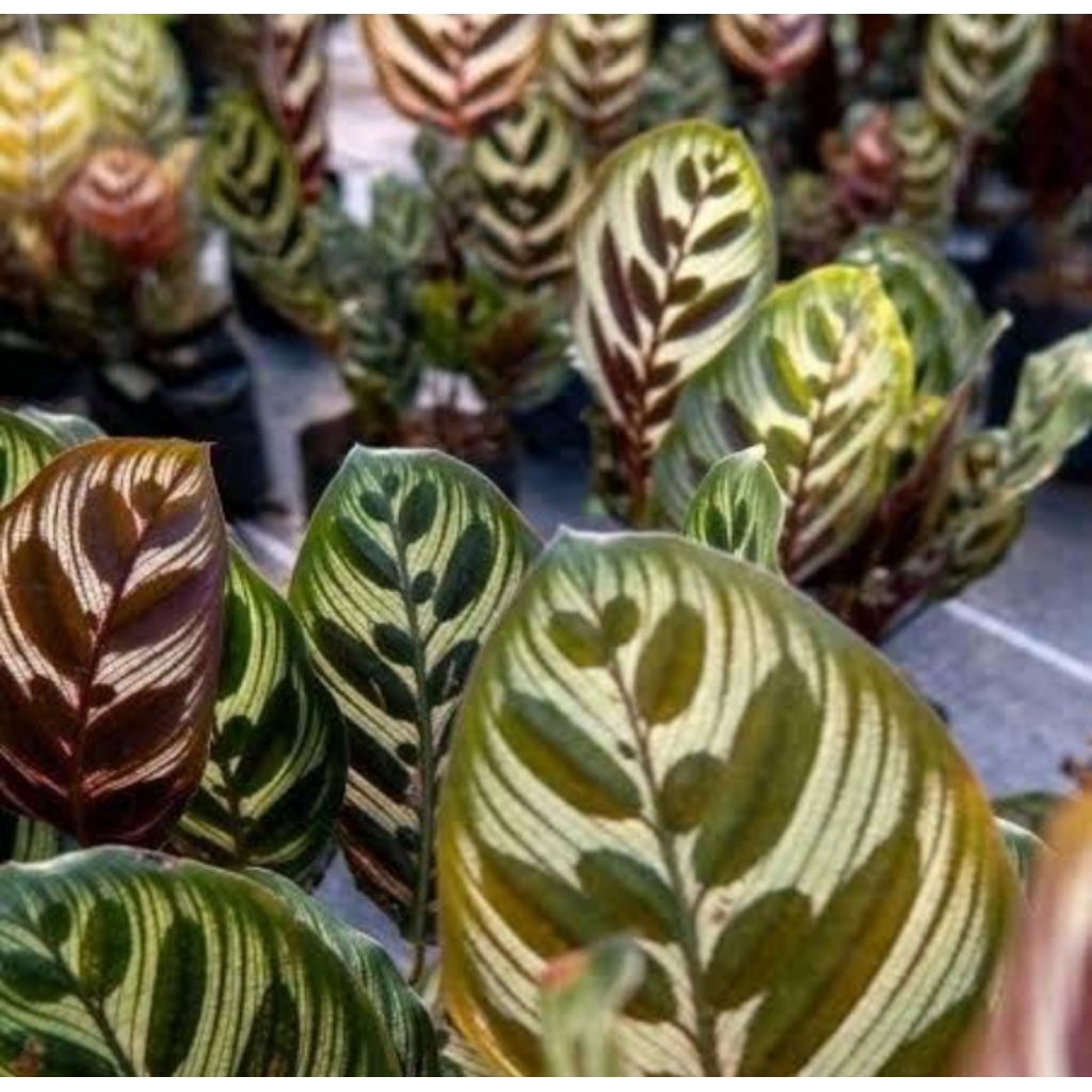 tanamab hias calathea makoyana calathea makoyana