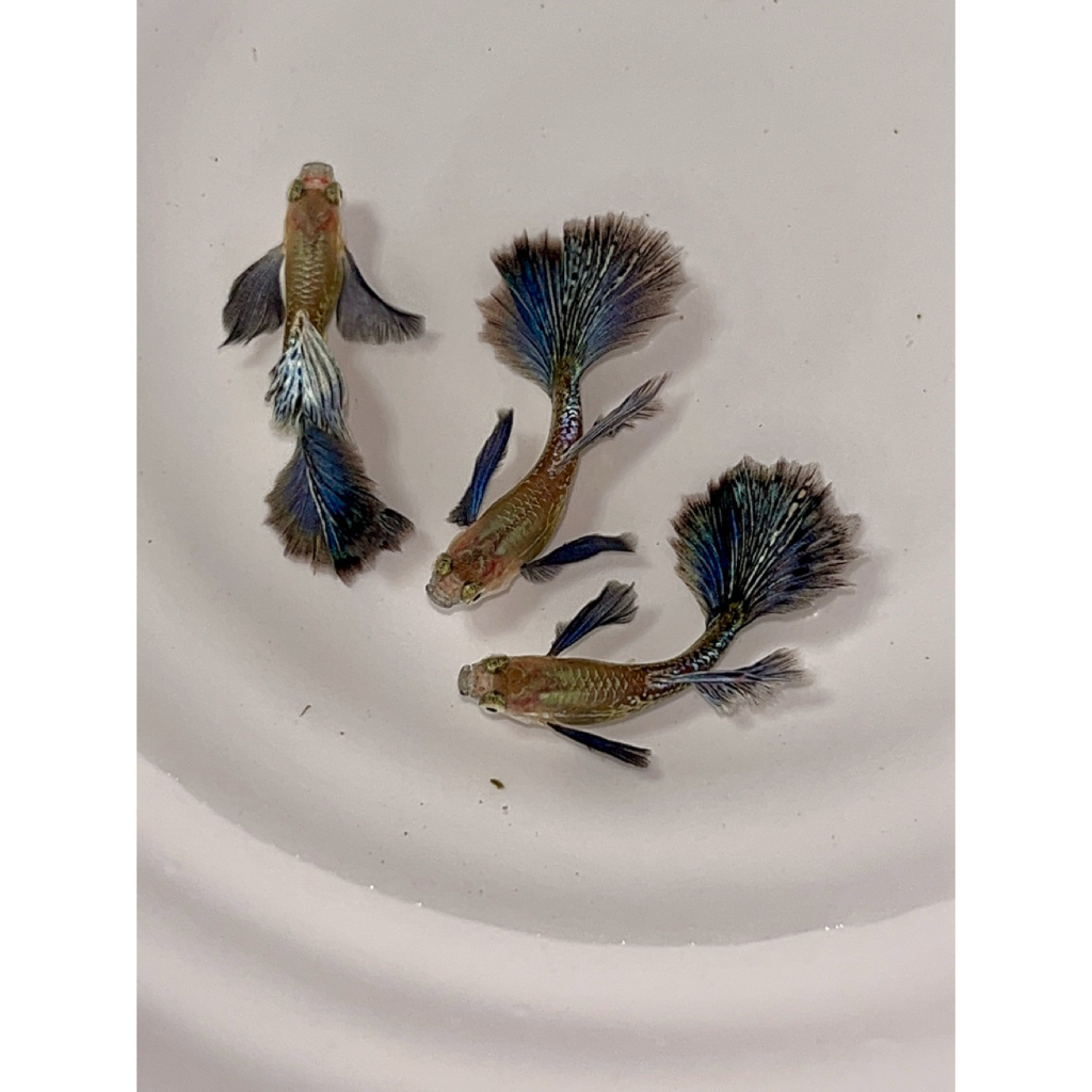 Obat ikan Guppy Purple Dragon Dumbo Ear