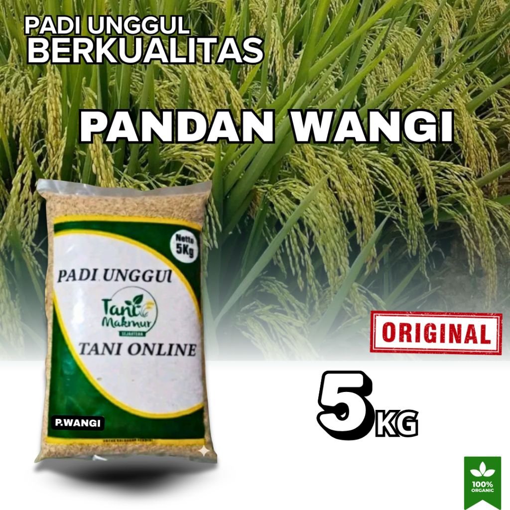 BENIH PADI UNGGUL PANDAN WANGI AROMATIK ASLI