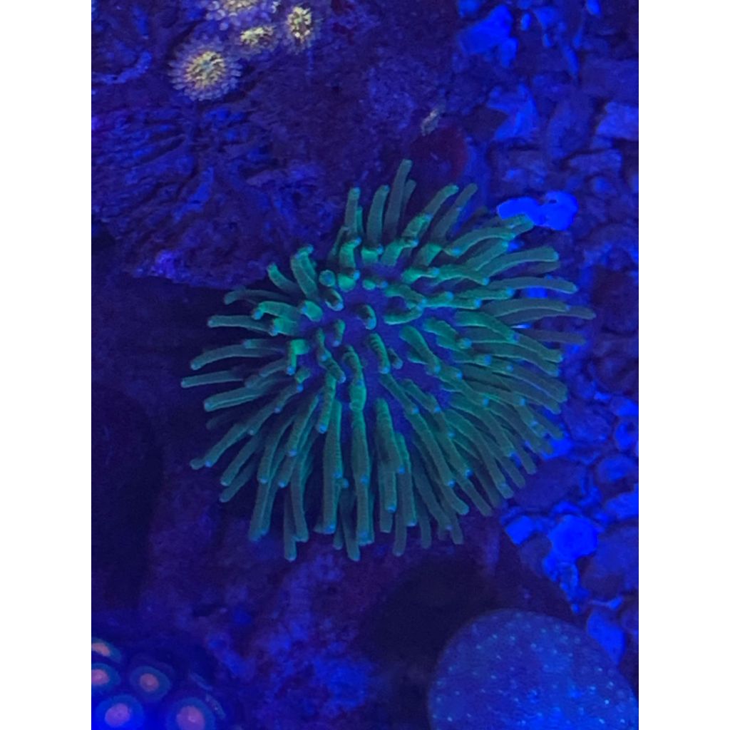 Koral / Coral / Payungan Kendari Ungu Tip Hijau