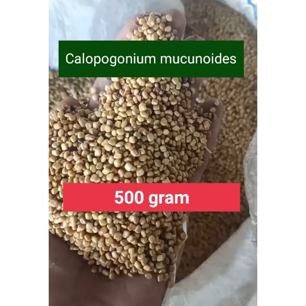 Benih Cm (Calopogonium Mucunoides) kalopo LCC penutup tanah