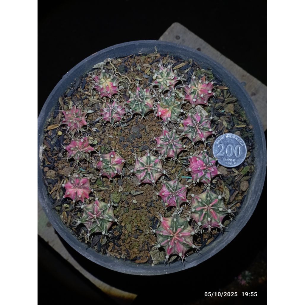 kaktus milo starfire