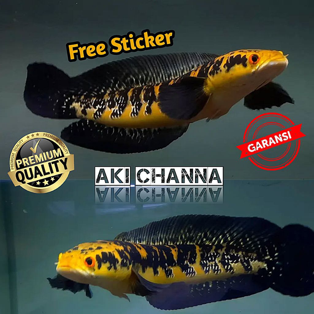 Channa Maru Yellow Sentarum Atau Channa Maru Ys 14-16Cm Batik Bahan Progres,COD Channa Maru Ys Batik