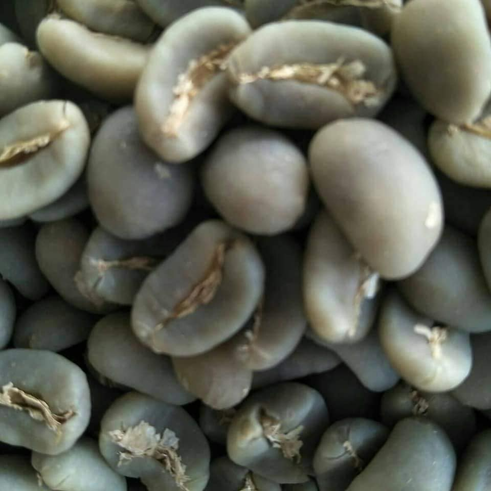 KOPI ARABICA GAYO SEMI WASH WET HULL GREEN BEAN ARABIKA ACEH 1 kg