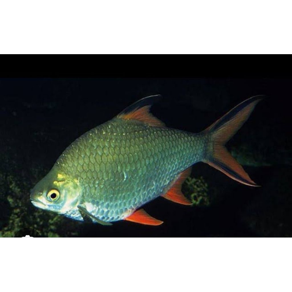 Kaviat jumbo pemakan kutu air. dekorasi Akuarium 4ekr