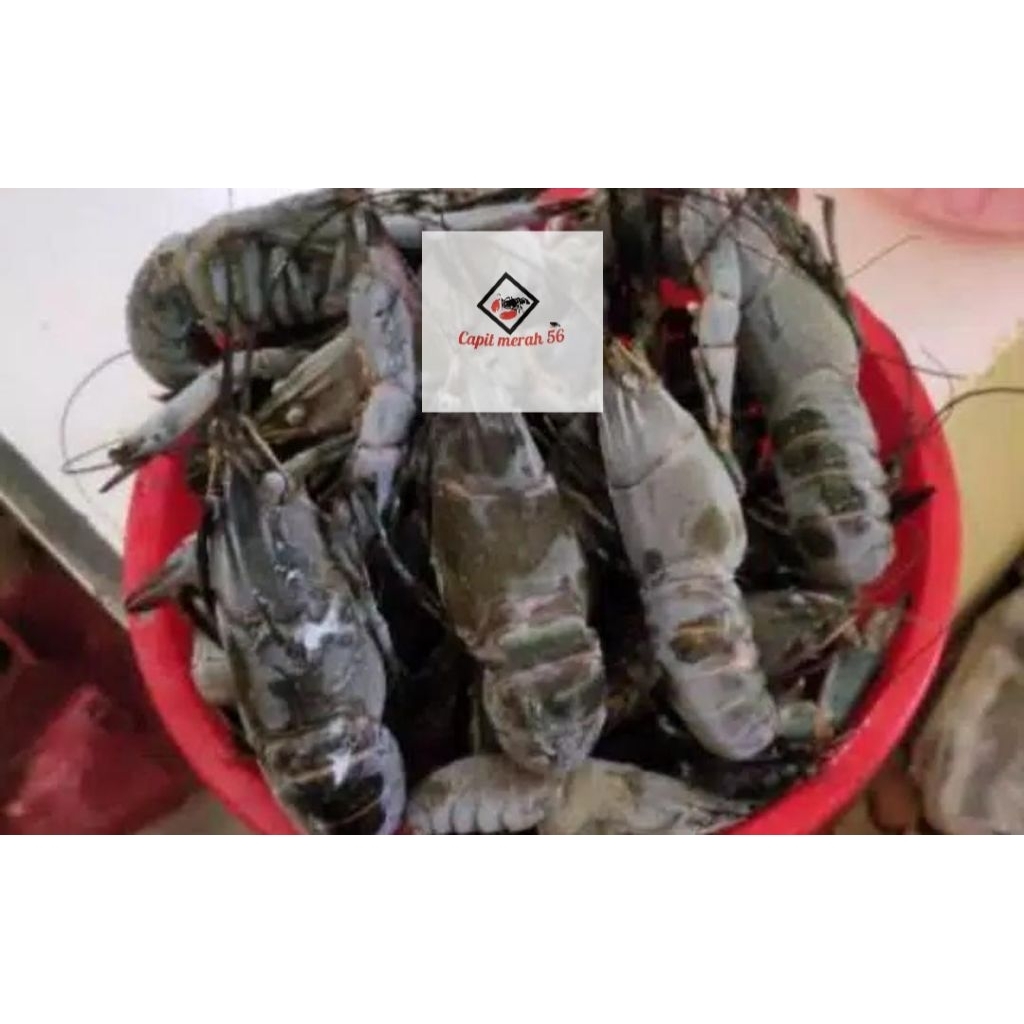 Lobster air tawar beku 1kg size s/m fresh kualitas eksport