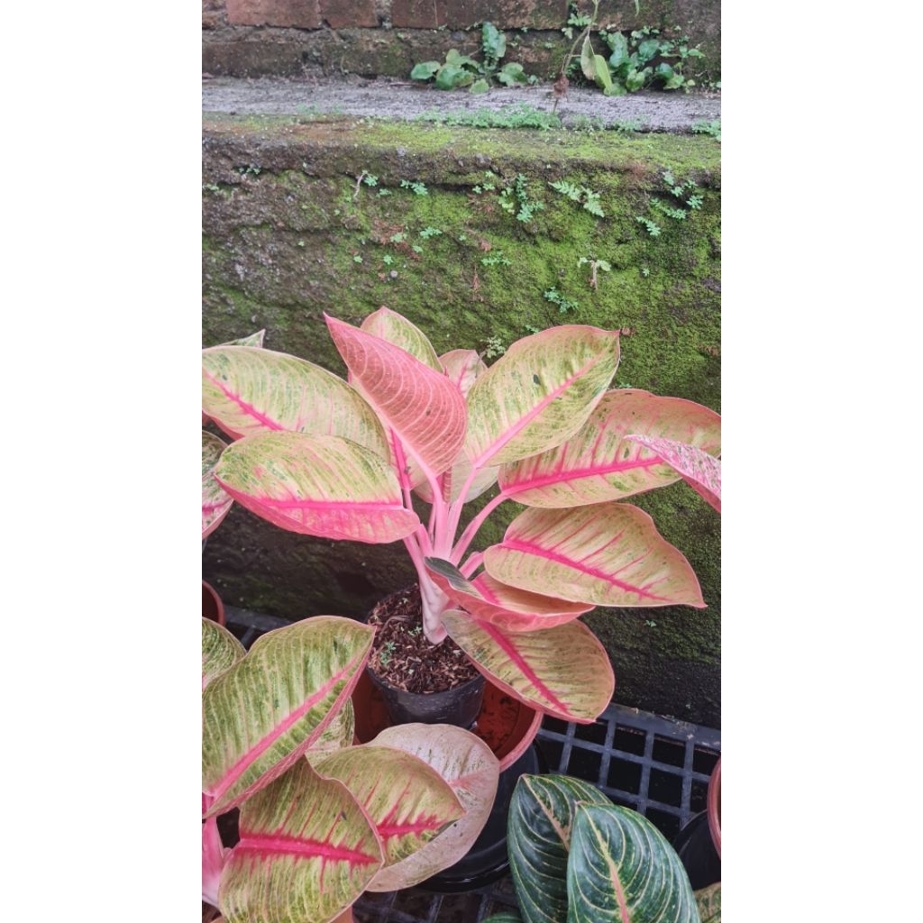 Aglonema goliath