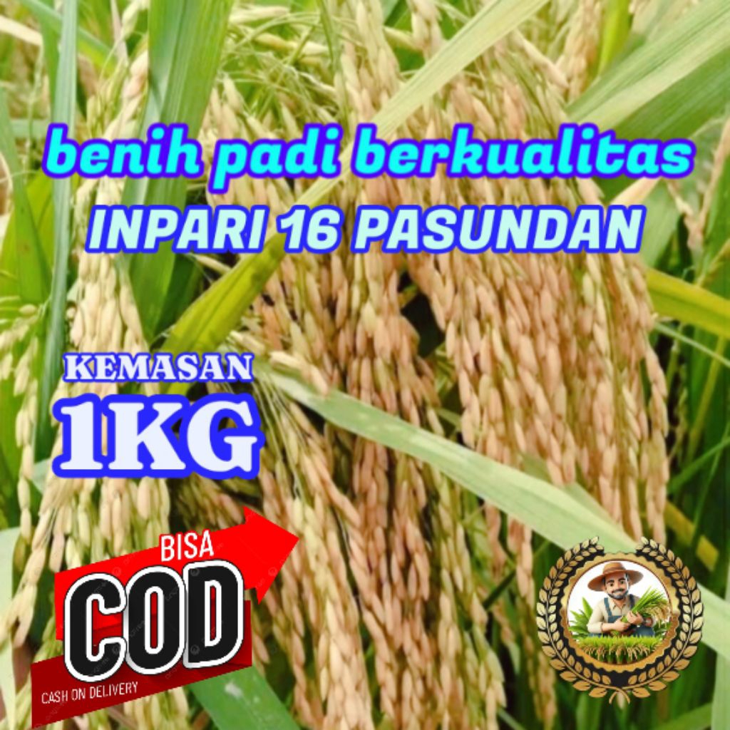 BENIH BIBIT PADI (INPARI 16 PASUNDAN) KEMASAN 1KG ORIGINAL