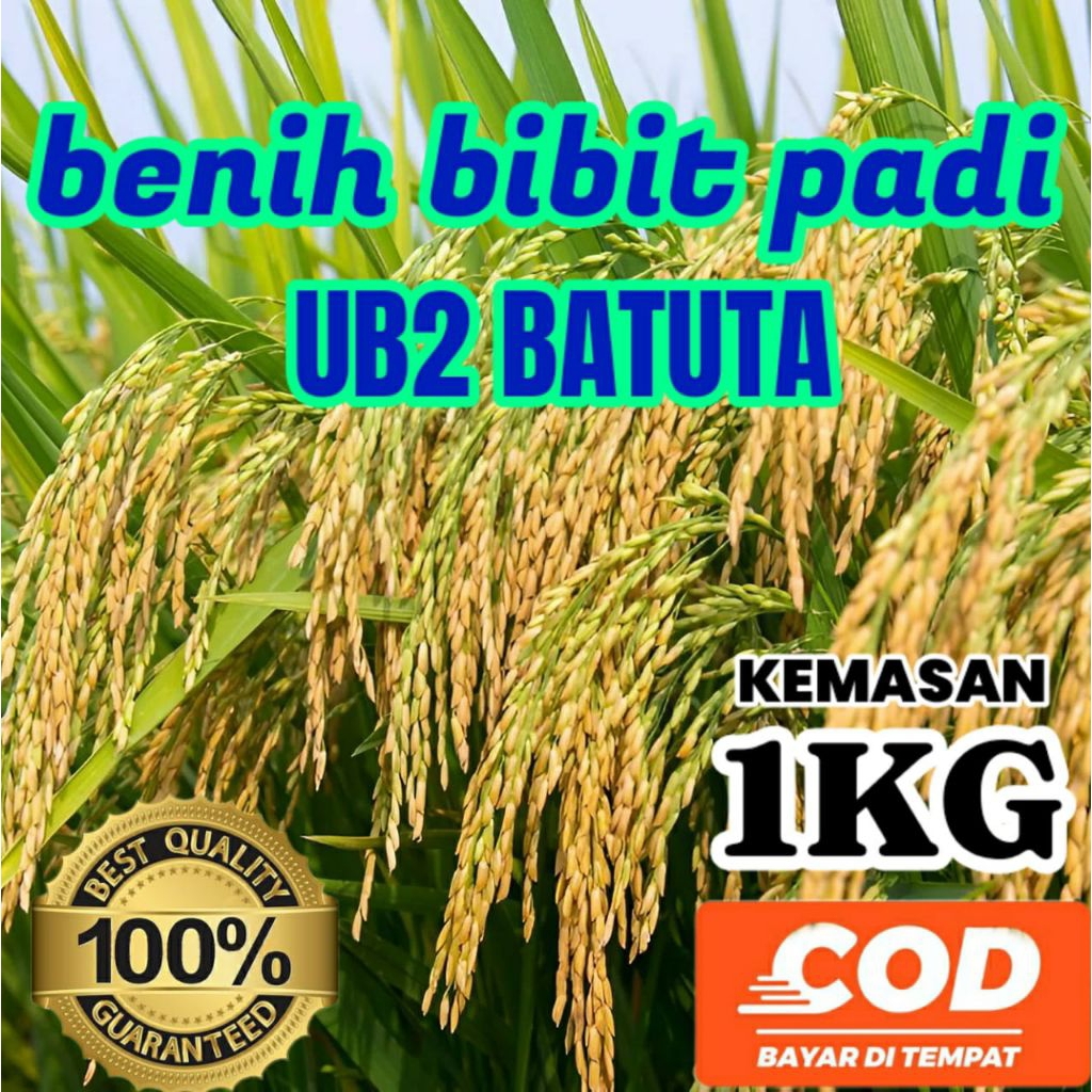 BENIH PADI (UB2 BATUTA) KEMASAN 1KG ORIGINAL