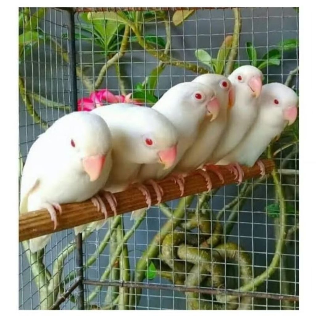 Burung Lovebird albino mata merah rawatan