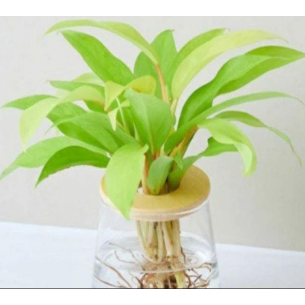 Sirih Gading Centong, Sirih Gading Yellow