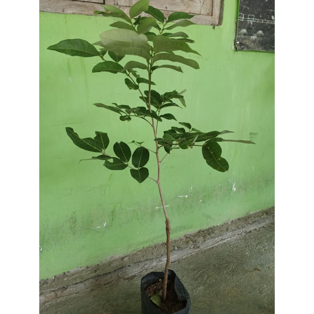 bibit kelengkeng aroma durian berbunga