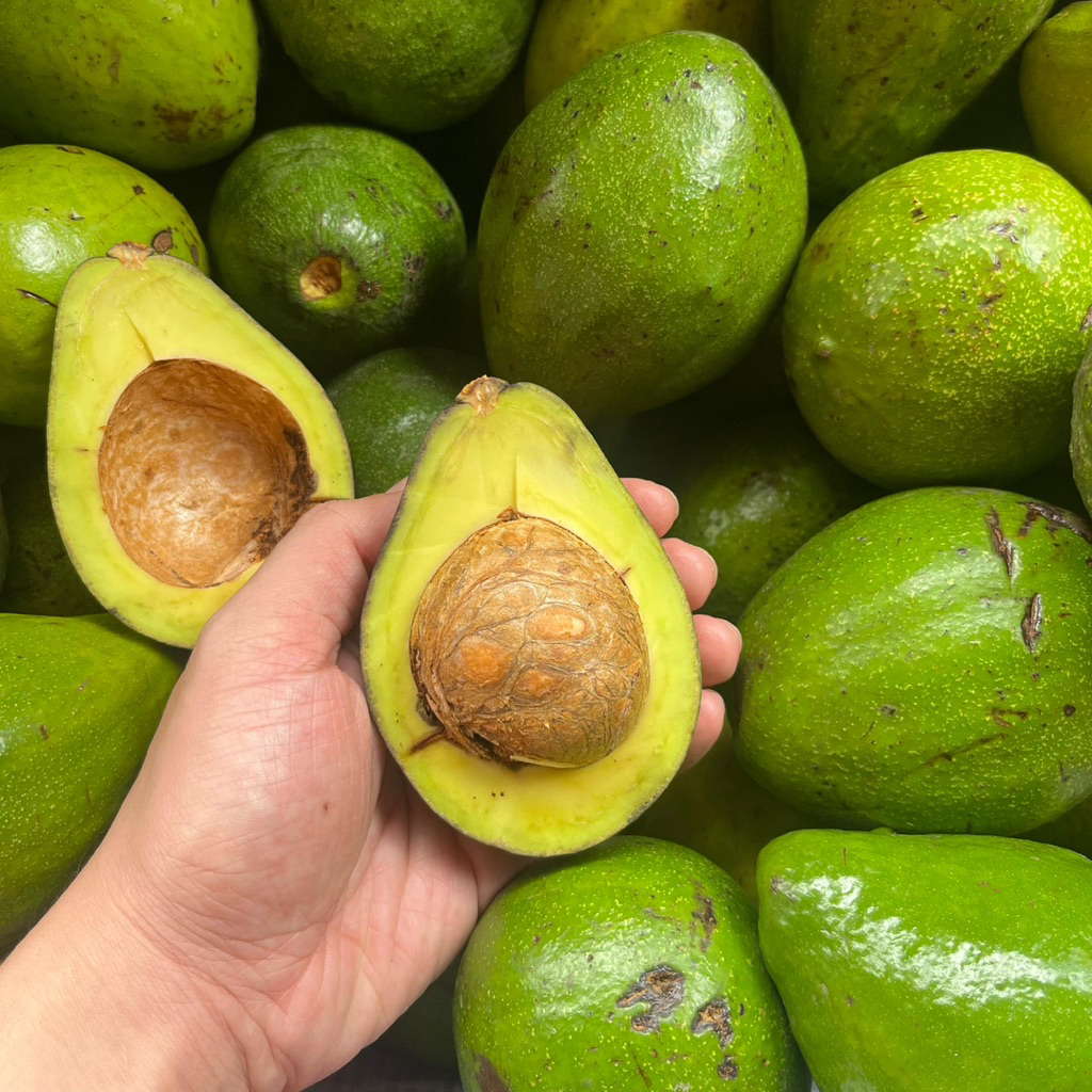 ALPUKAT MENTEGA ASLI PADANG ANTI ZONK ALPOKAT | Pokat Buah Avocado Fruit