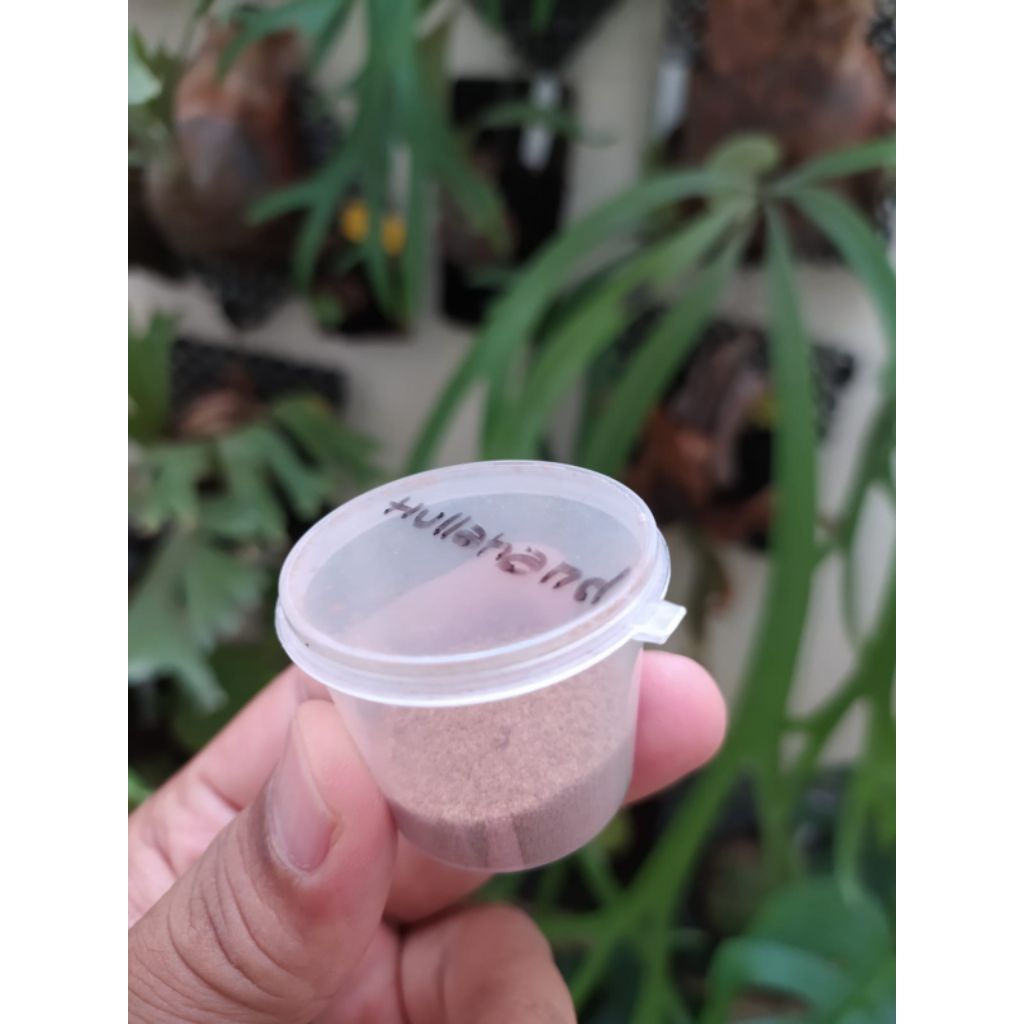 Spora Platycerium Hillii Hulla Hands
