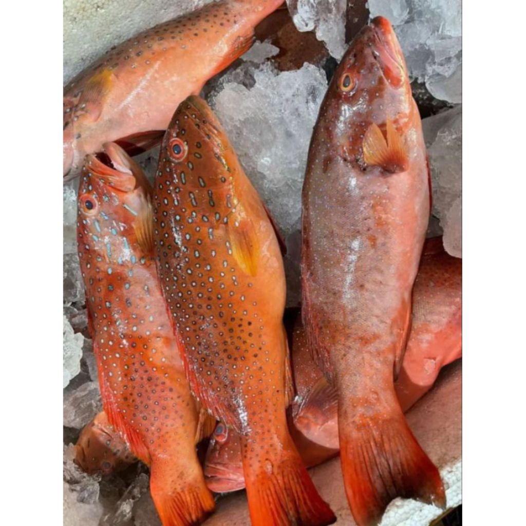 Ikan Kerapu Segar / Ikan Kerapu LodiSunu Merah 1Kg Fresh