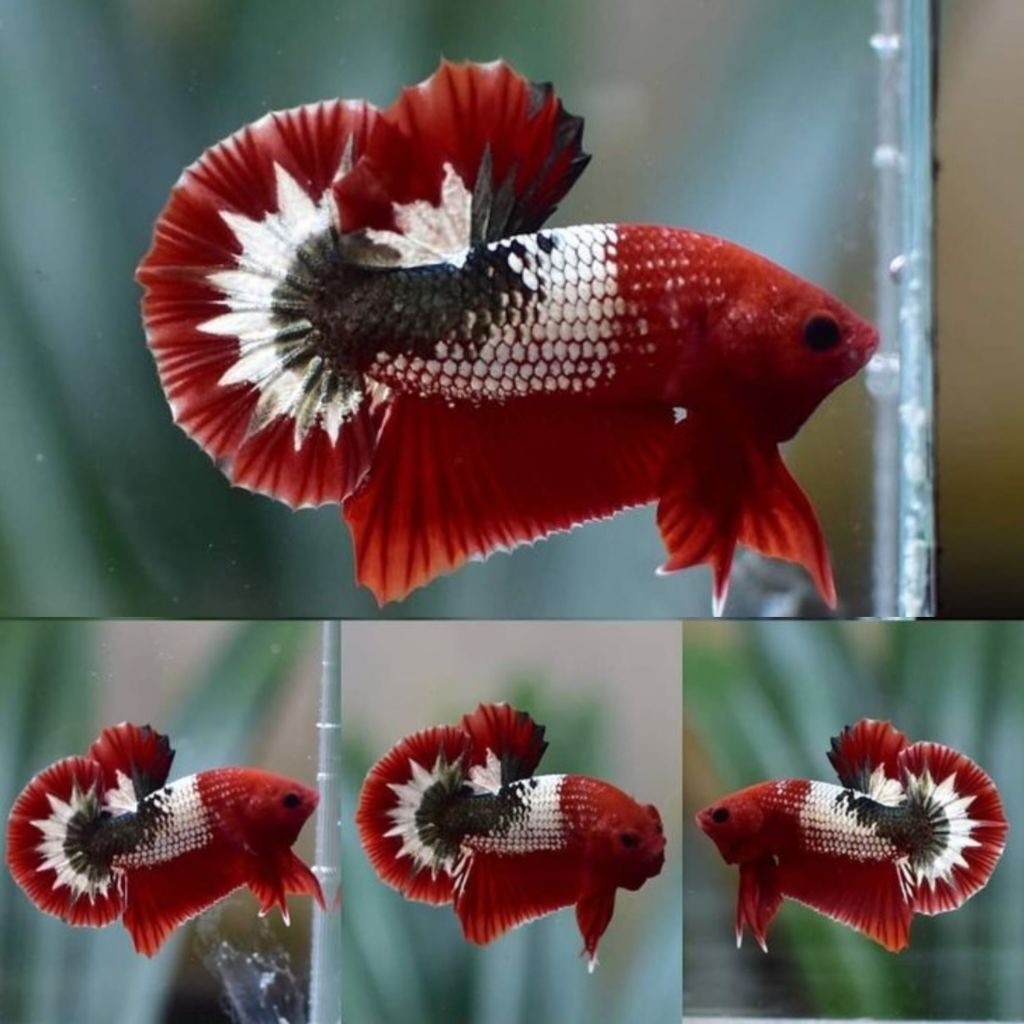 (PROMO) Plakat FCCP Male Cupang BAHAN FCCP