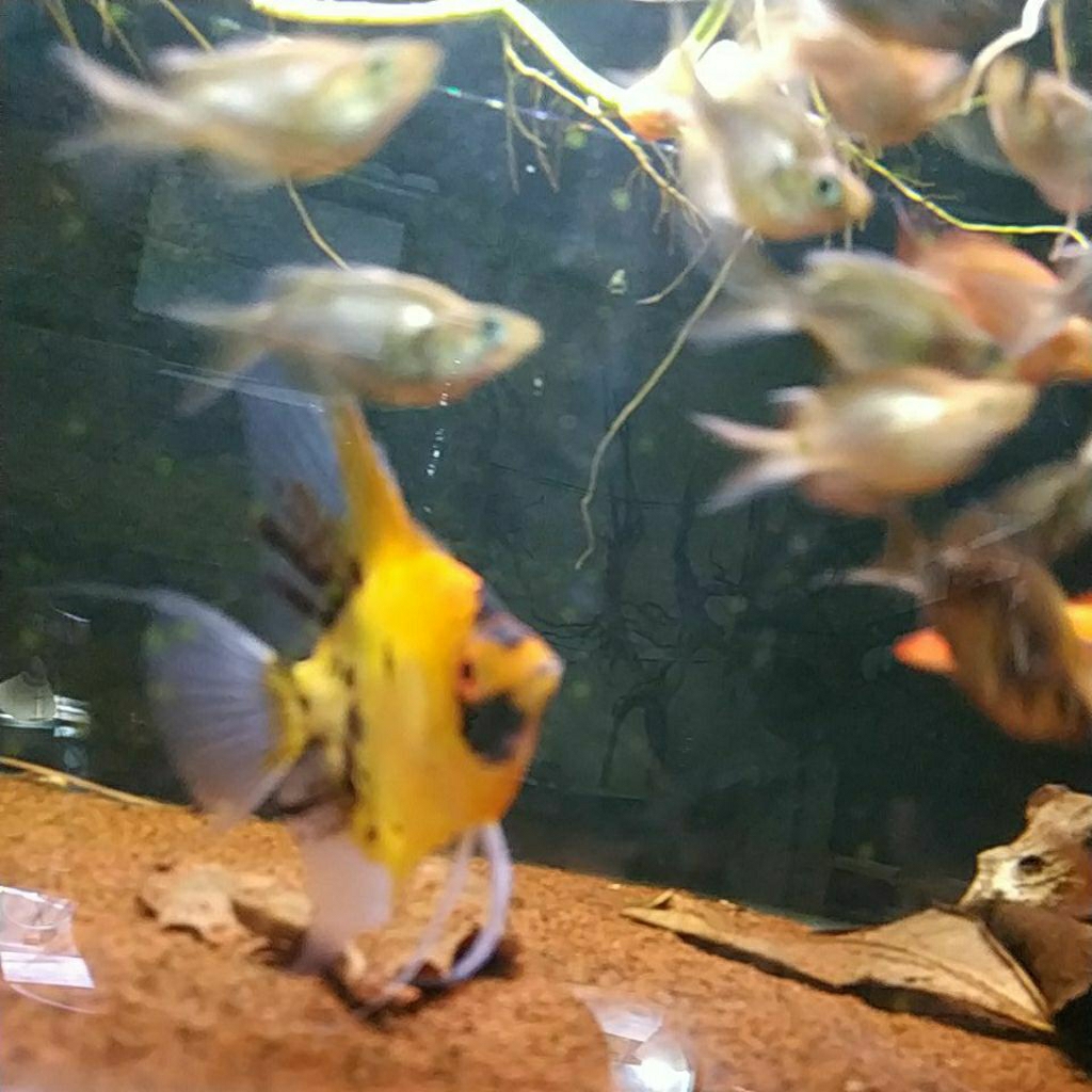 manfish red devil 3,5cm