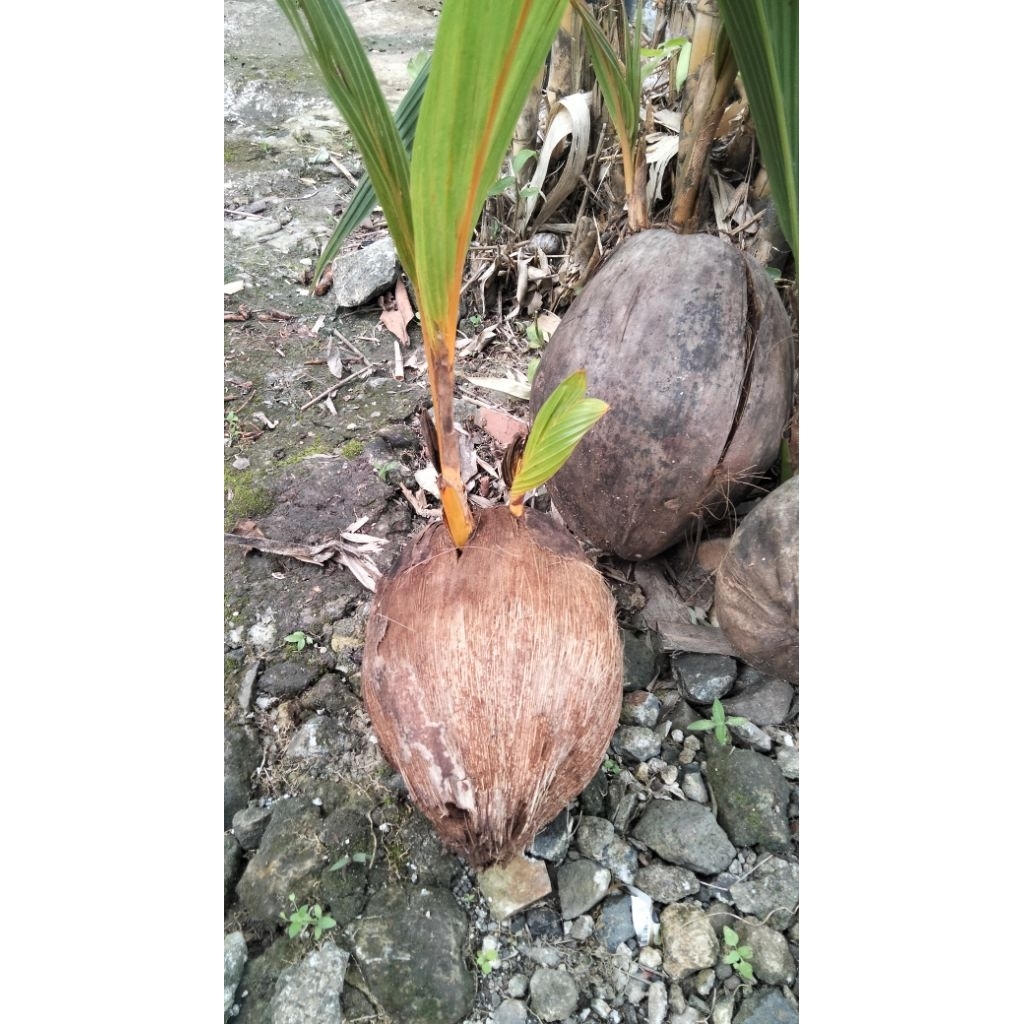 Bibit kelapa genjah orene tunas 2