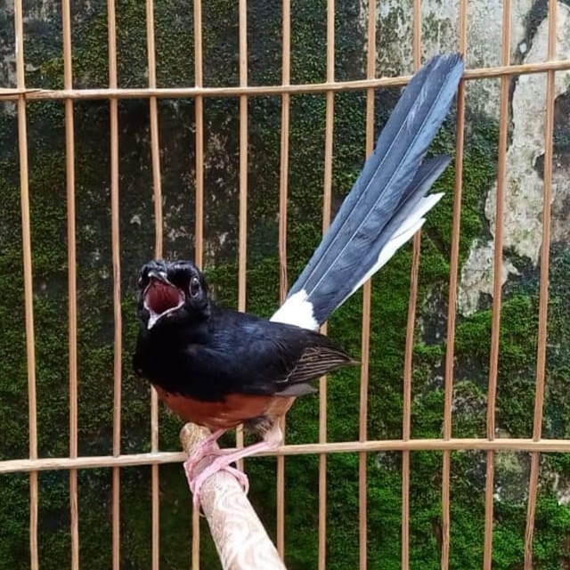 Murai Batu Muda Hutan Ekor Panjang Sehat Berkualitas