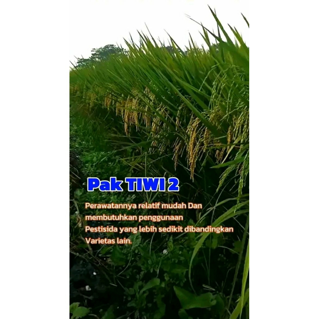 BENIH PADI PAK TIWI2 UNGGUL (1KG)