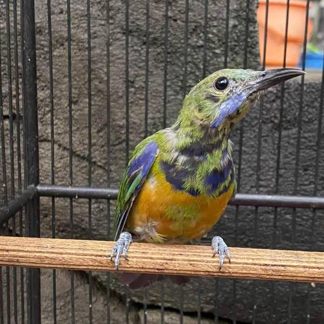 Burung Cucak Cungkok Trotol Jantan Rajin Bunyi