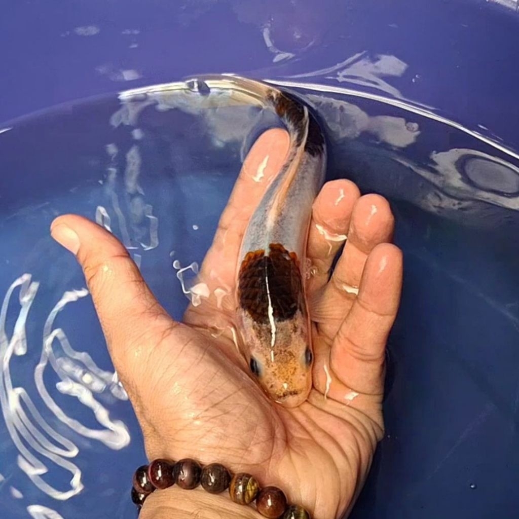 Ikan Koi Blitar Jenis Goromo / Rumah Koi Jakarta / kode 0018