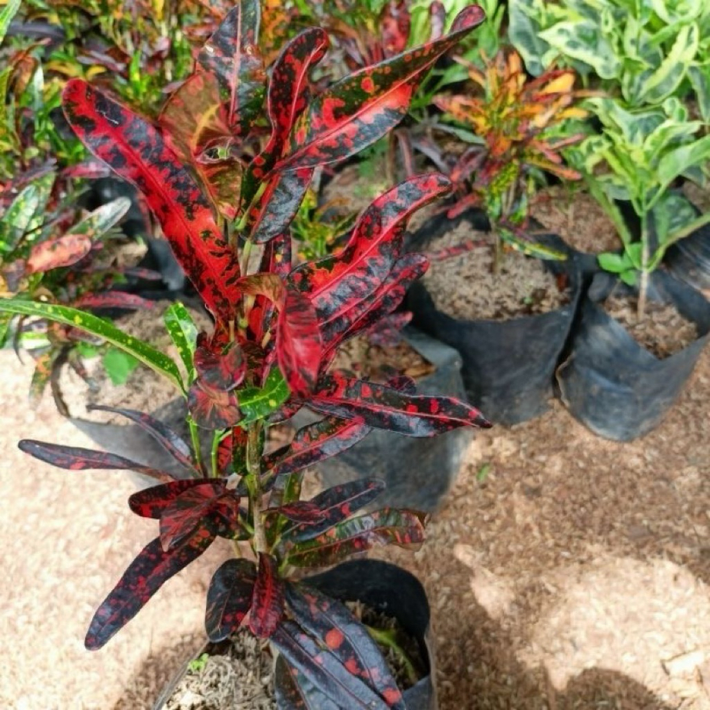Tanaman hias puring cabe/pohon puring hias