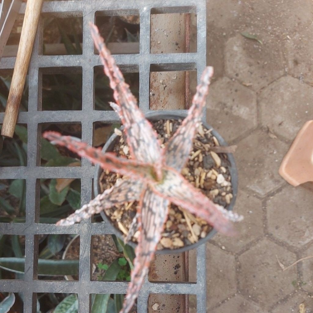 aloe hybrid tct "salmon marble"