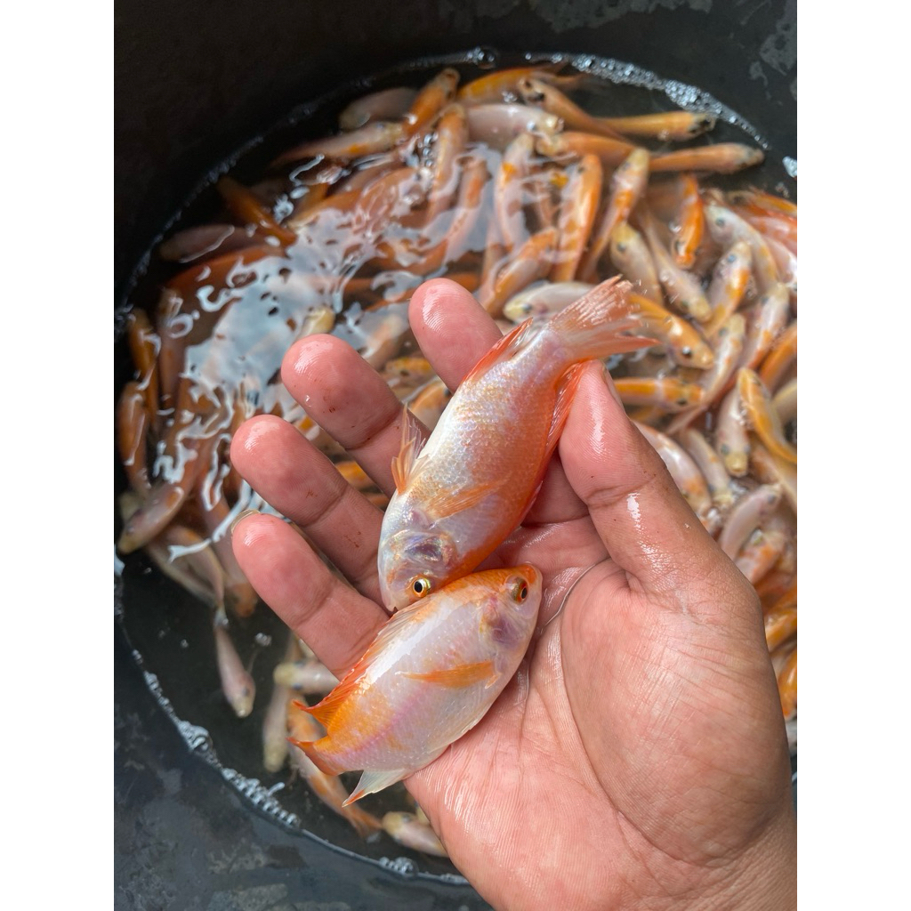 bibit ikan nila merah bangkok ukuran 2 jari