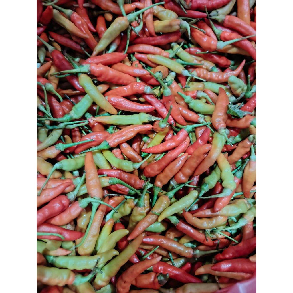 Cabe Rawit Merah 1kg | Cabe rawit Ori | Cabe rawit pedas | Lombok Rawit | Lombok kecil | Cabe kecil 