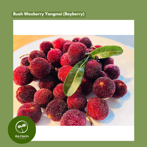 Benih Buah Waxberry Yangmei (Bayberry) – 5 Biji | Import Myrica Rubra China