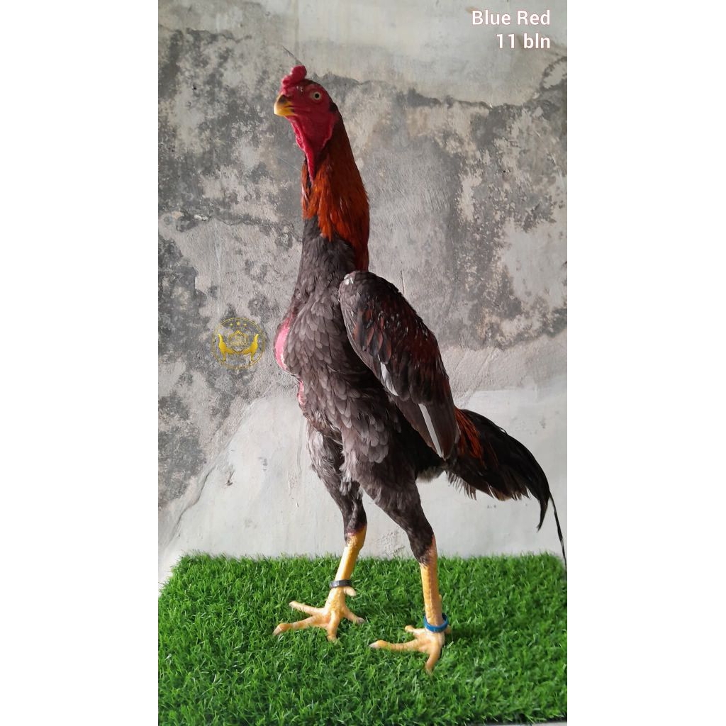 telur fertil ayam shamo eropa kelas juara