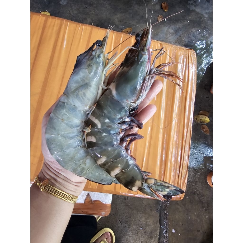 UDANG TIGER LAUT JUMBO