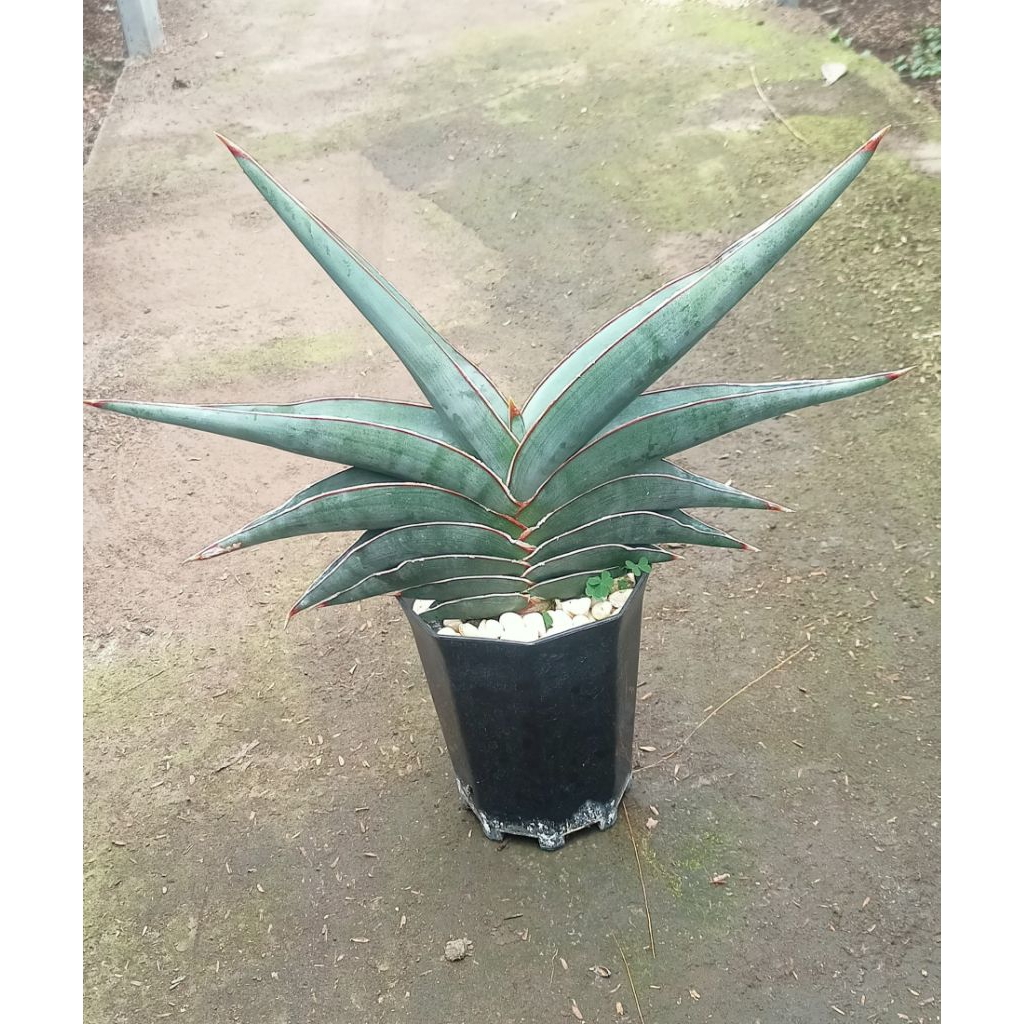 Sansevieria Somalia Blue - Banana Long 01