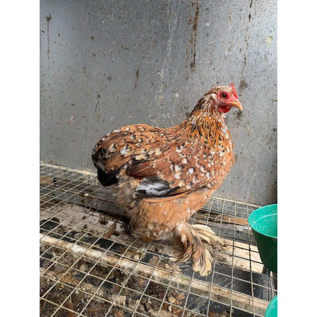 Ayam hias Bantam Cochin Mille Fleur betina
