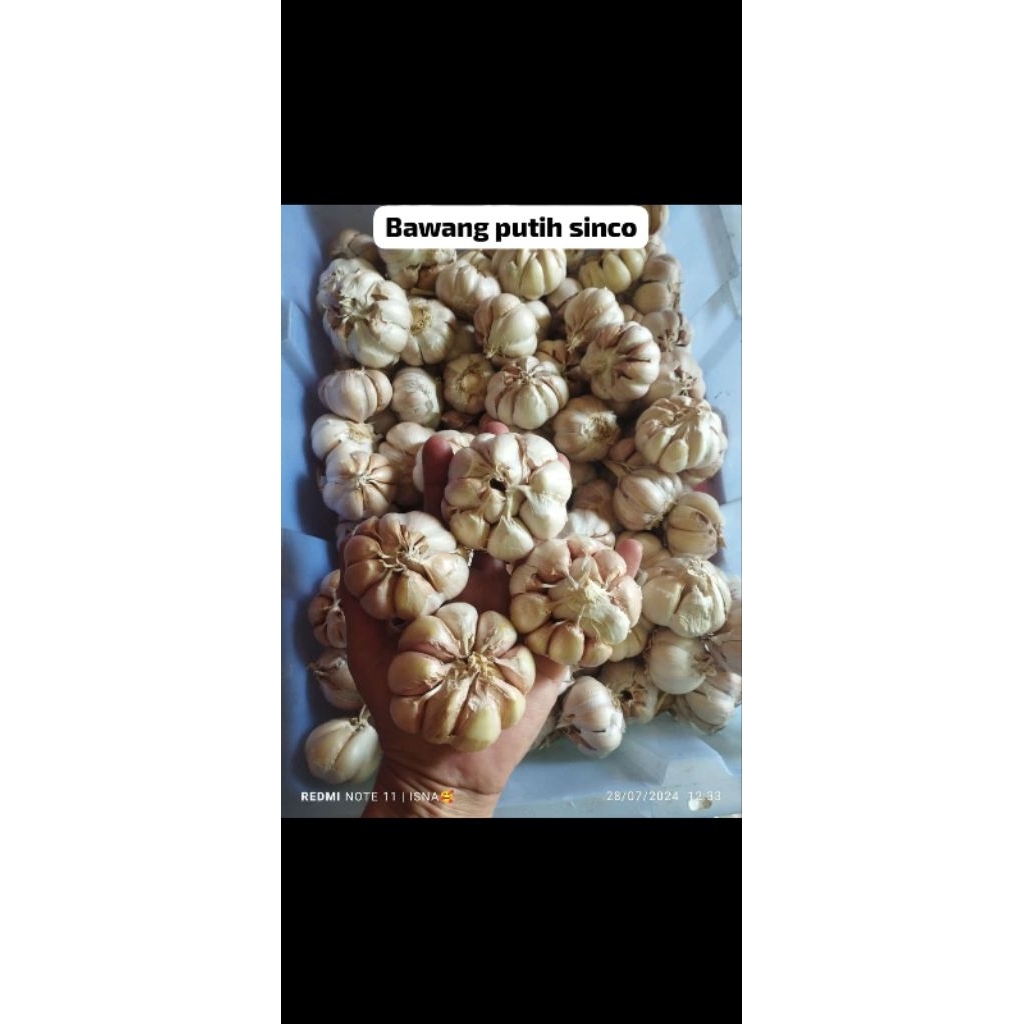 BAWANG PUTIH SINCO