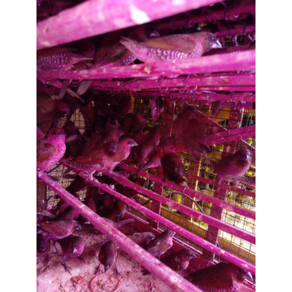 burung emprit warna warni sehat lincah garansi sampai tempat