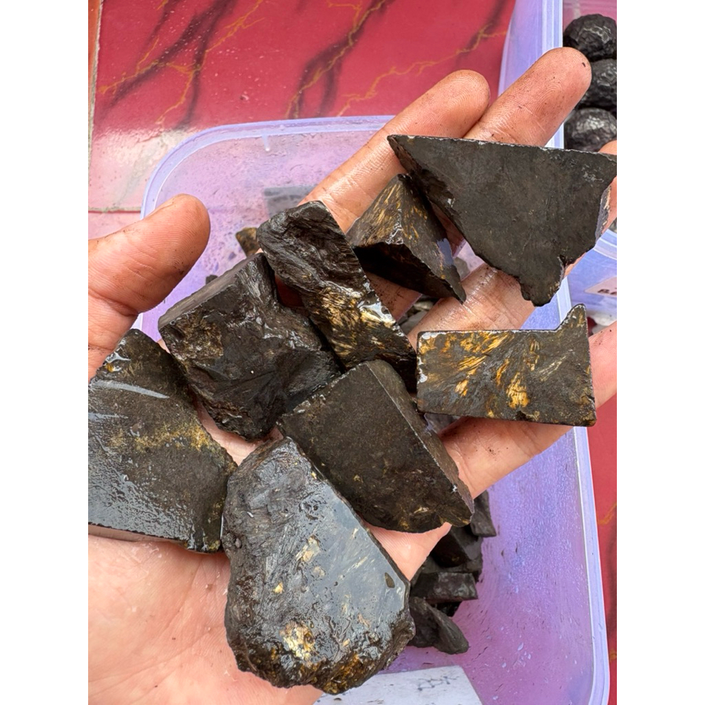 Natural bulu macan jember / Bahan bulu macan jember