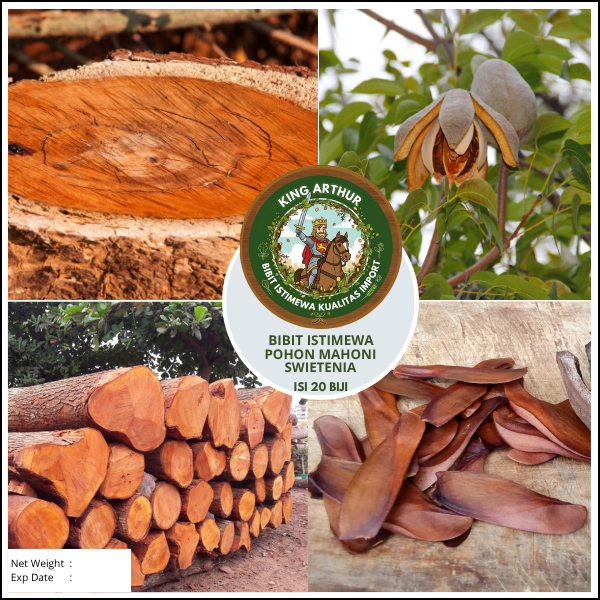 Bibit Istimewa Pohon Mahoni Swietenia | Biji Benih Pohon Mahoni