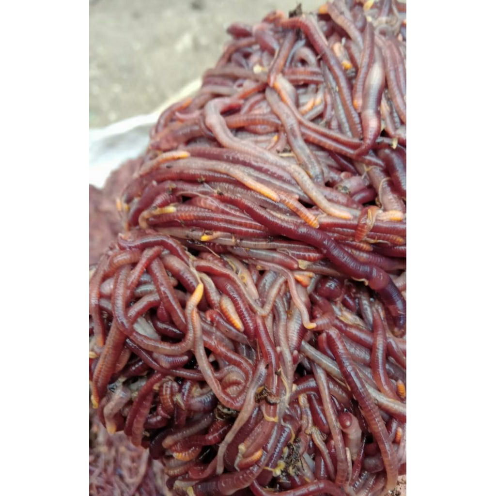 CACING TANAH LUMBRICUS RUBELLUS HIDUP