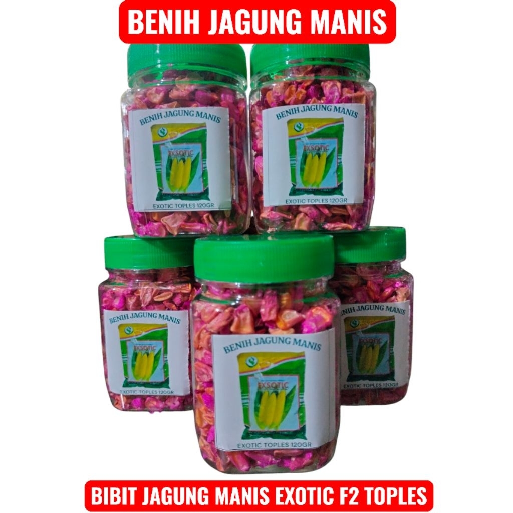 BIBIT JAGUNG MANIS EXOTIC F2 KEMASAN 1 TOPLES HARGA PABRIK // BENIH JAGUNG MANIS EXOTIC PERTIWI