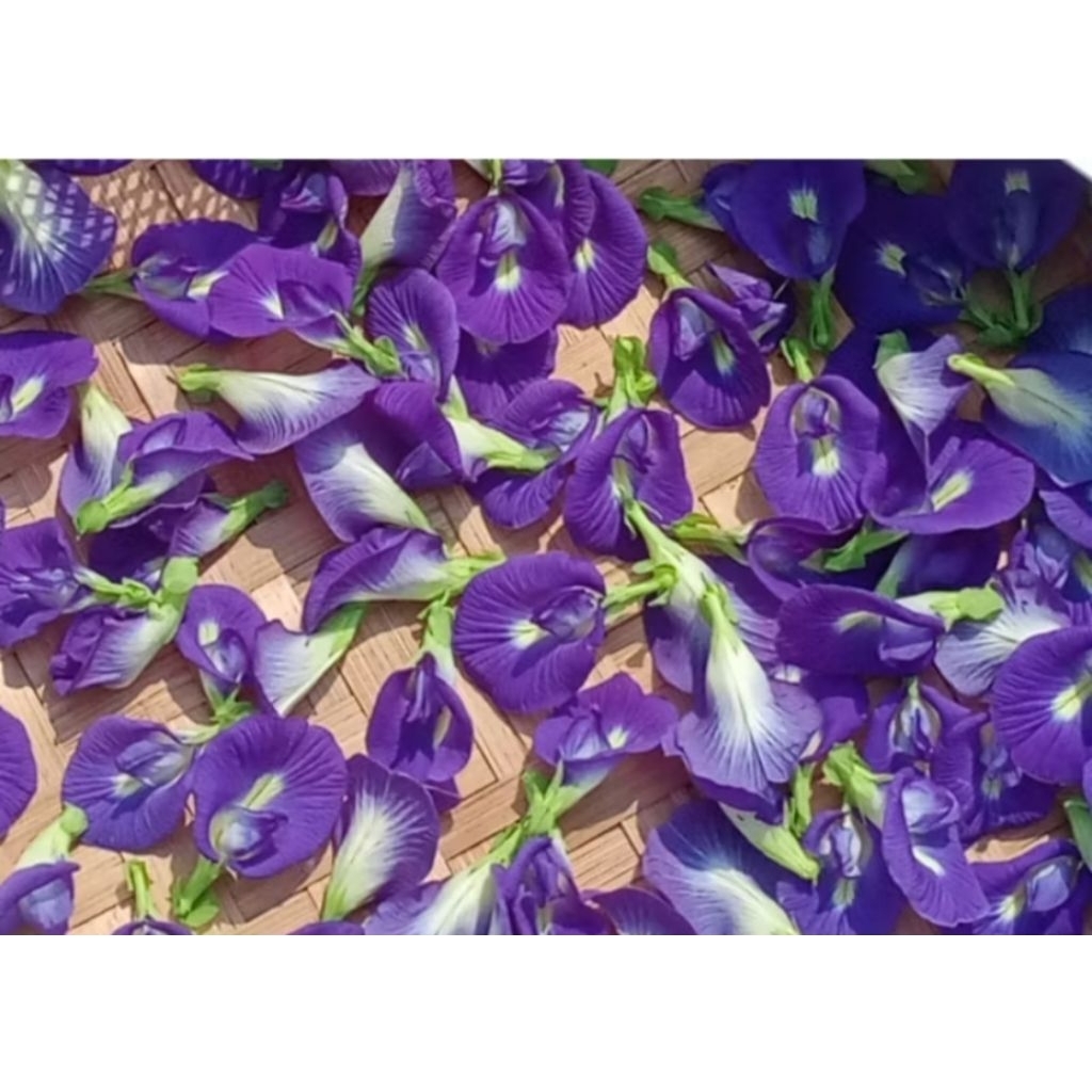 Bunga Telang segar / Kembang Telang segar