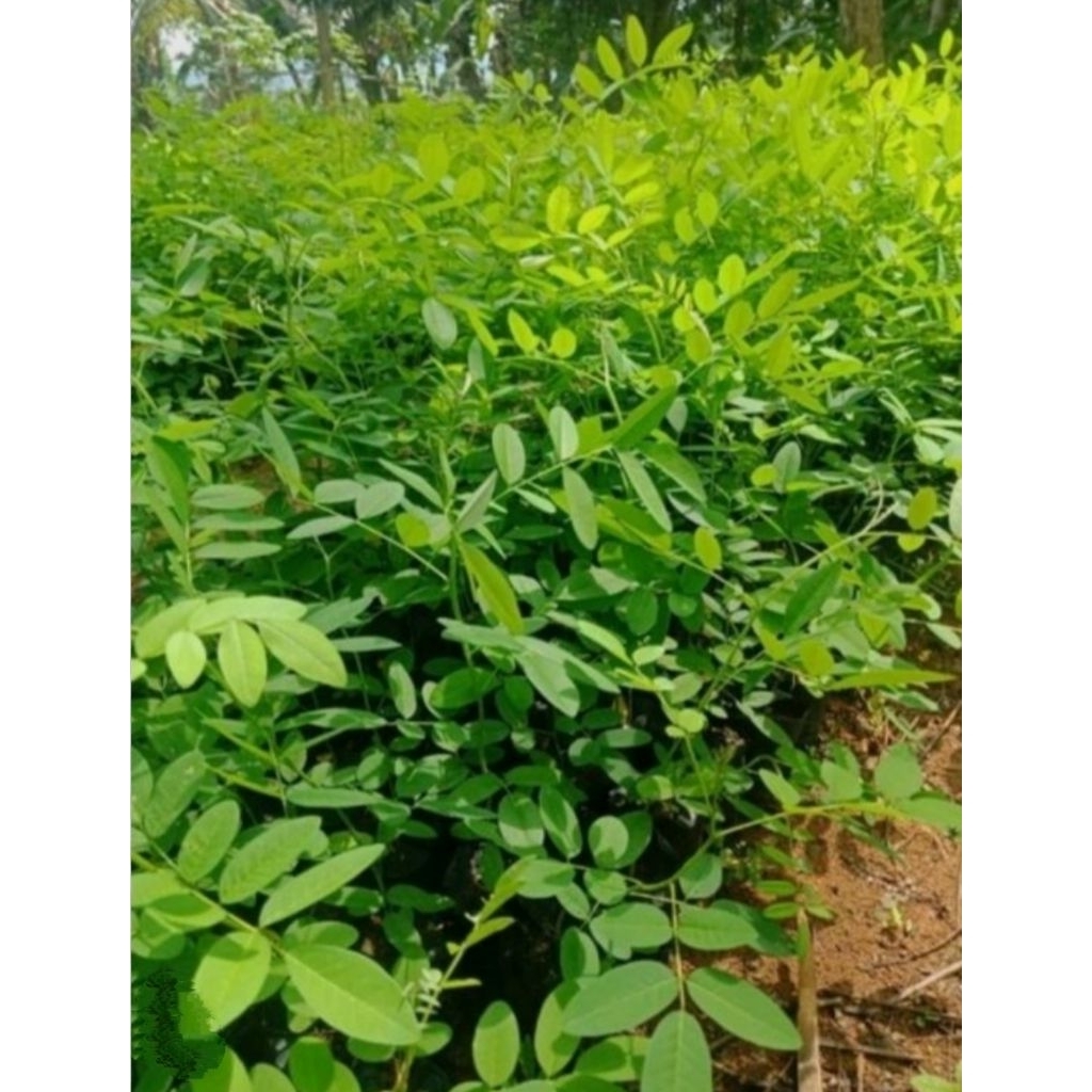 bibit indigofera siap tanam,bibit indigofera buat pakan ternak